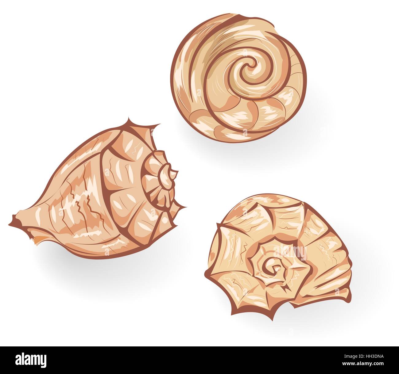 Tre conchiglie Illustrazione Vettoriale