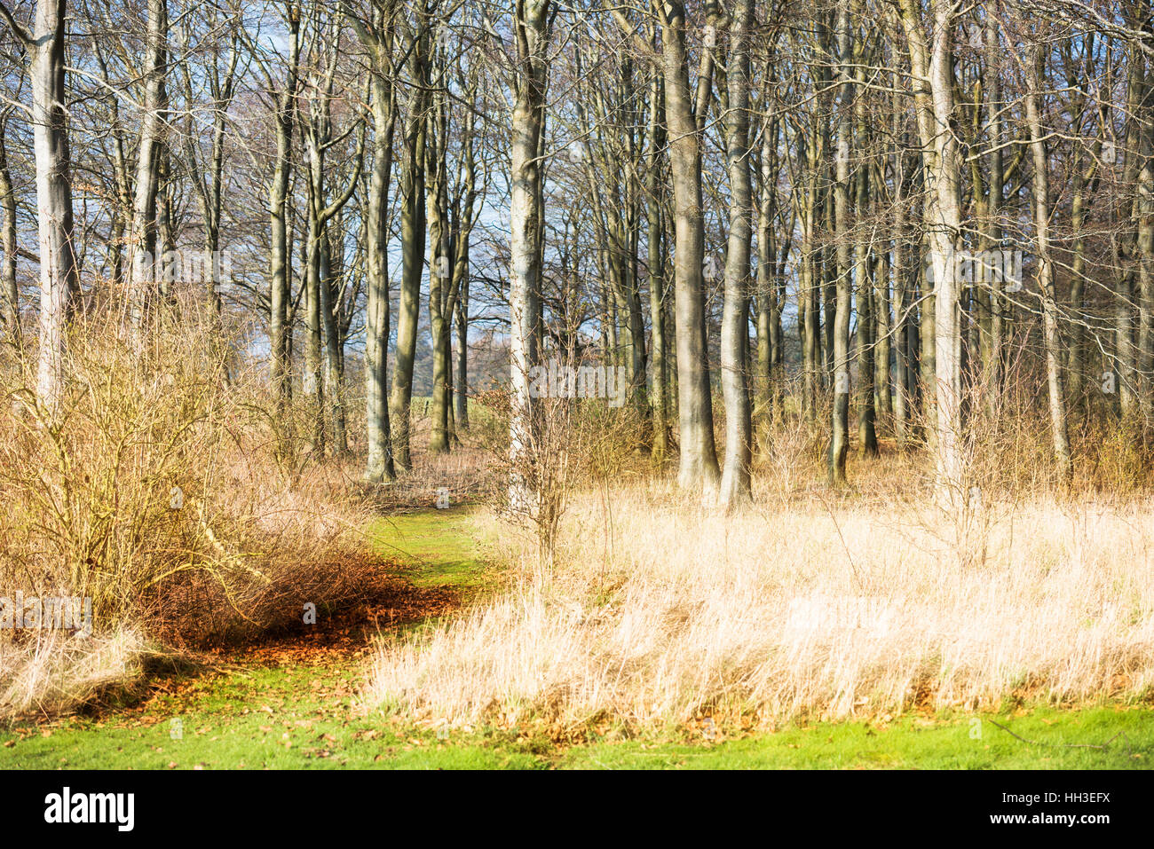 Foresta, sottile, alberi alti Erba di luce Foto Stock