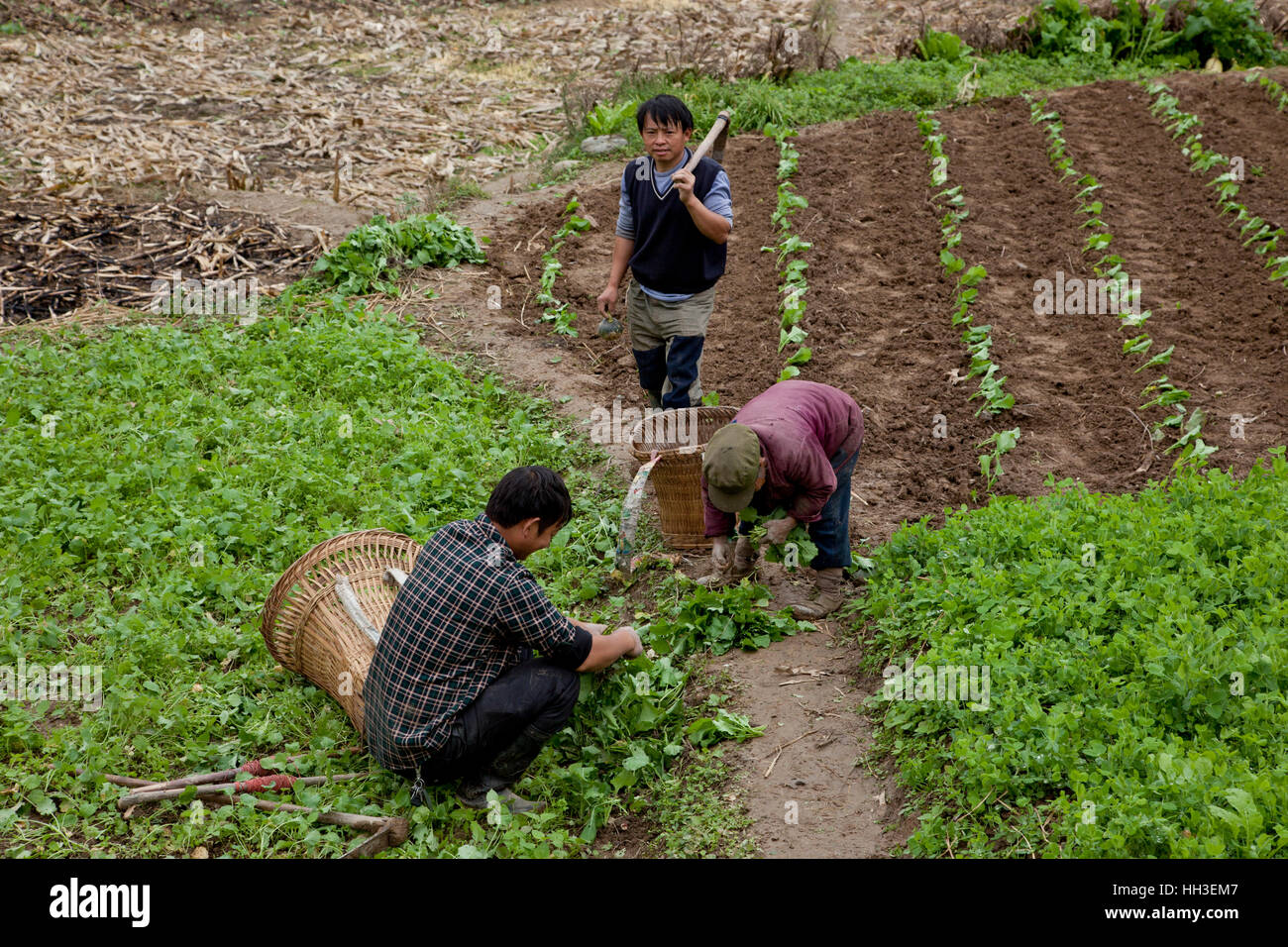 Agricoltori lavorano nei loro campi in un piccolo villaggio nella Cina occidentale. Foto Stock