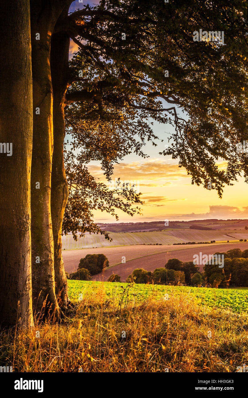 Tramonto sulla North Wessex Downs nel Wiltshire. Foto Stock