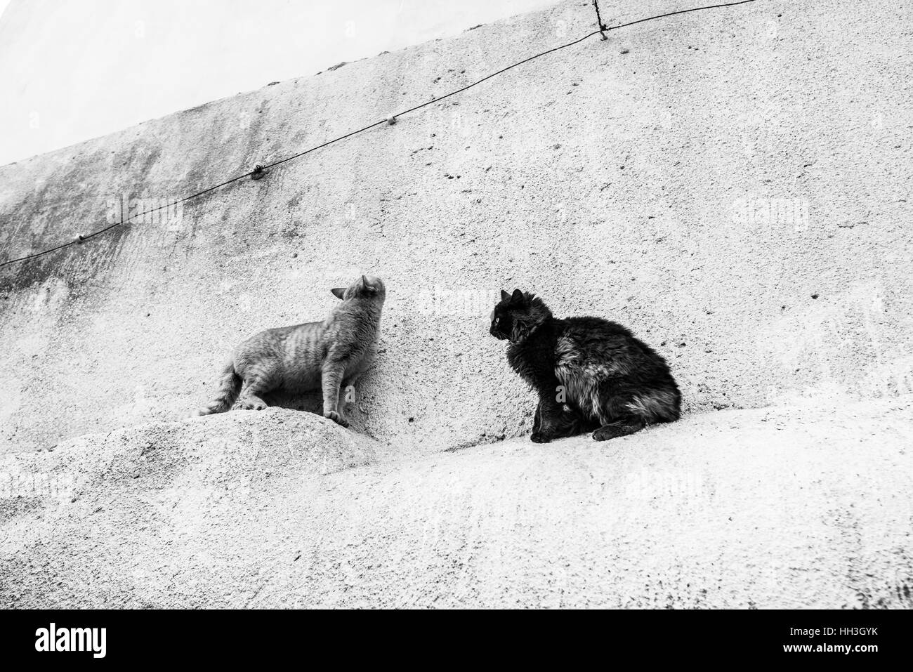 Due gatti sulla parete nella città vecchia di Gerusalemme, Israele Foto Stock