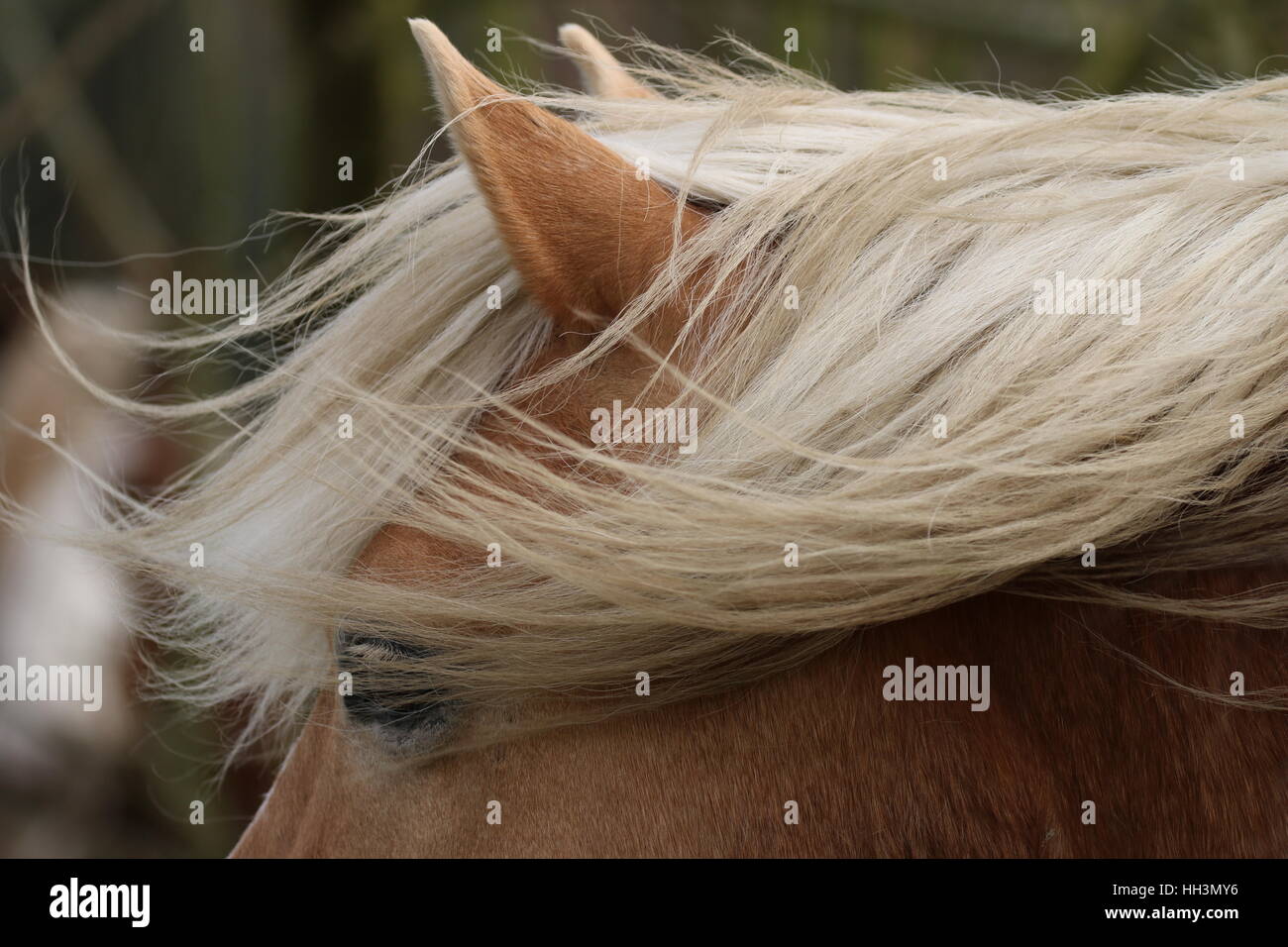 Crine di cavallo al vento Foto Stock