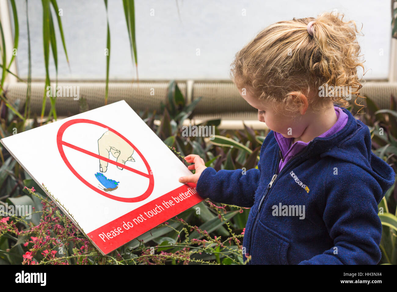 Giovane ragazza che guarda per favore non toccare il segno farfalle in  Glasshouse, RHS Garden Wisley, Surrey, Inghilterra Regno Unito nel mese di  gennaio Foto stock - Alamy