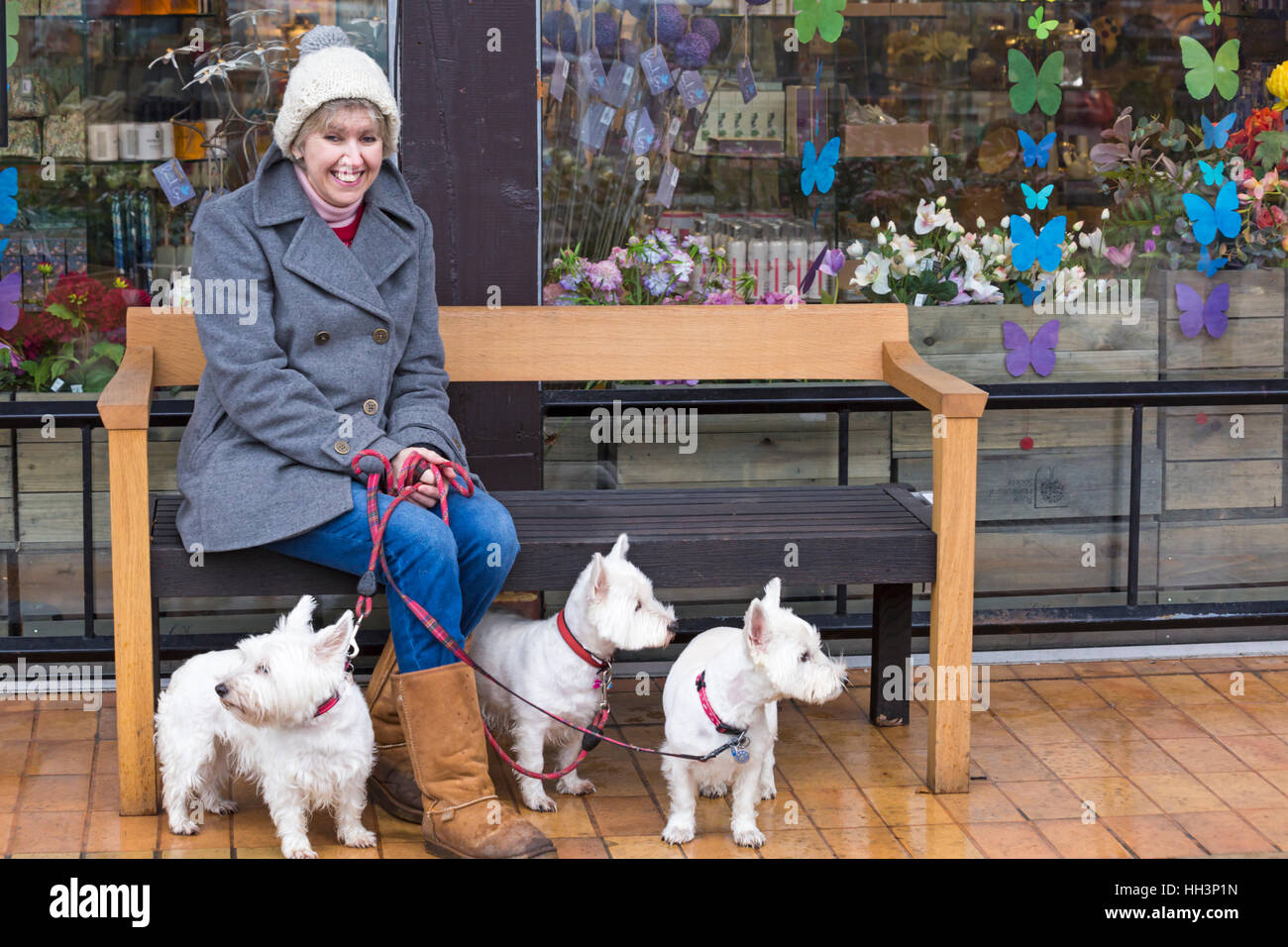 Donna seduta con cani West Highland White Terrier fuori negozio di articoli da regalo al RHS Garden Wisley, Woking, Surrey, Inghilterra UK nel mese di gennaio Foto Stock