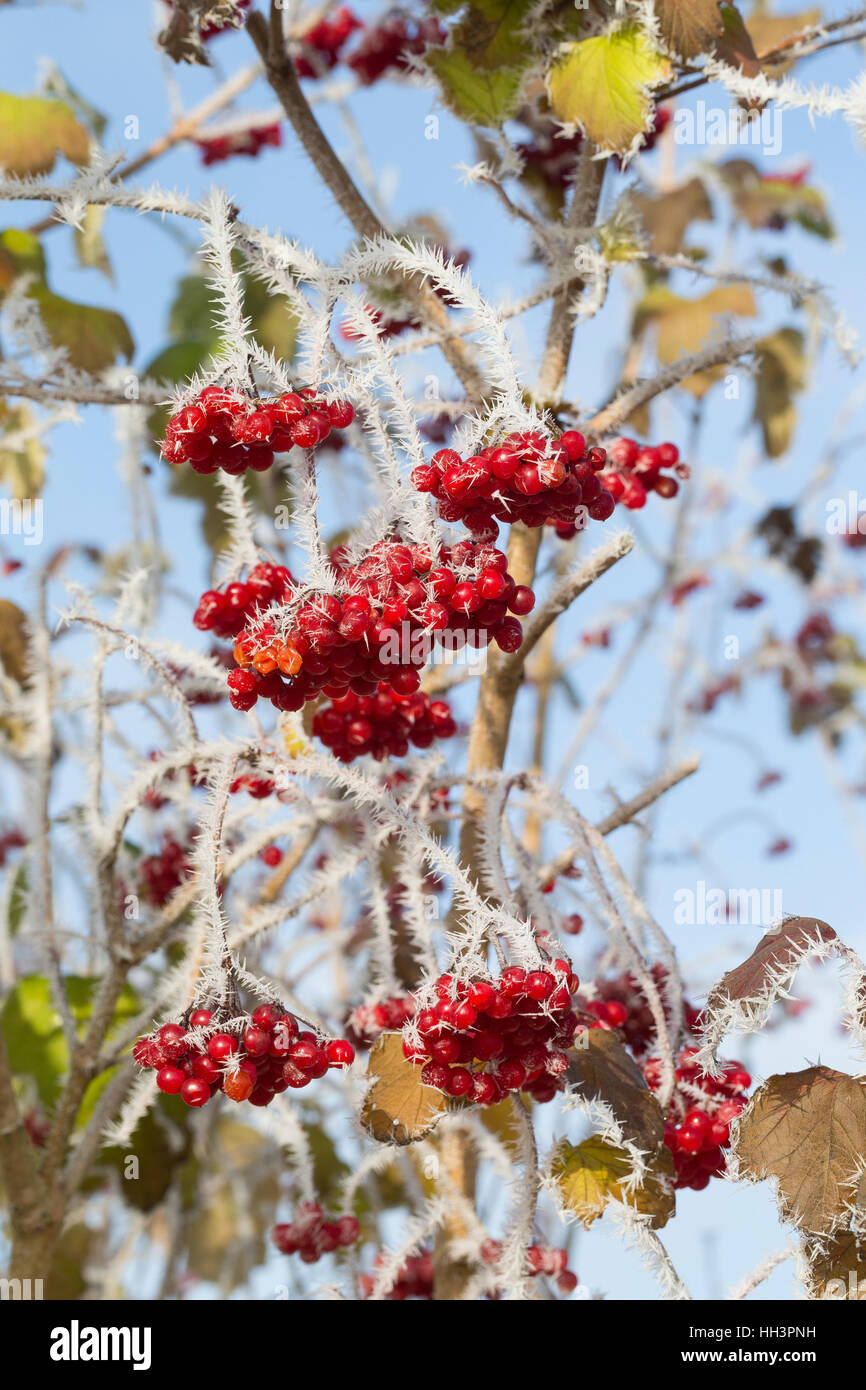 Gemeiner Schneeball, Früchte mit Reif, Raureif, Gewöhnlicher Schneeball, Viburnum opulus, Cranberrybush europea, viburno Rose, frutta, brina, trasformata per forte gradiente Foto Stock