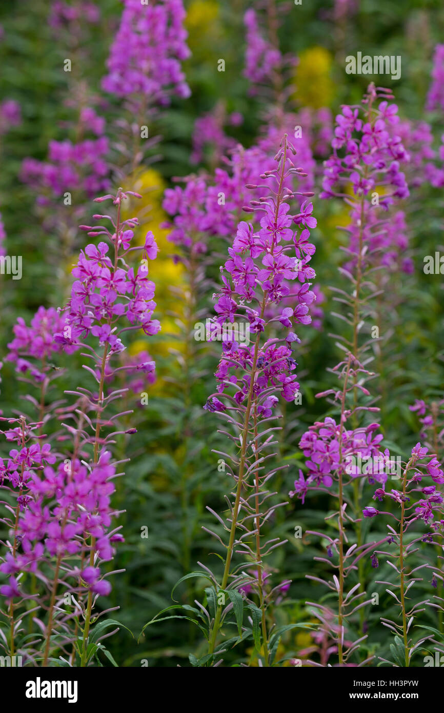 Schmalblättriges Weidenröschen, Epilobium angustifolium, Chamerion angustifolium, Chamaenerion angustifolium, Fire erbaccia, fireweed, grande willowherb, R Foto Stock