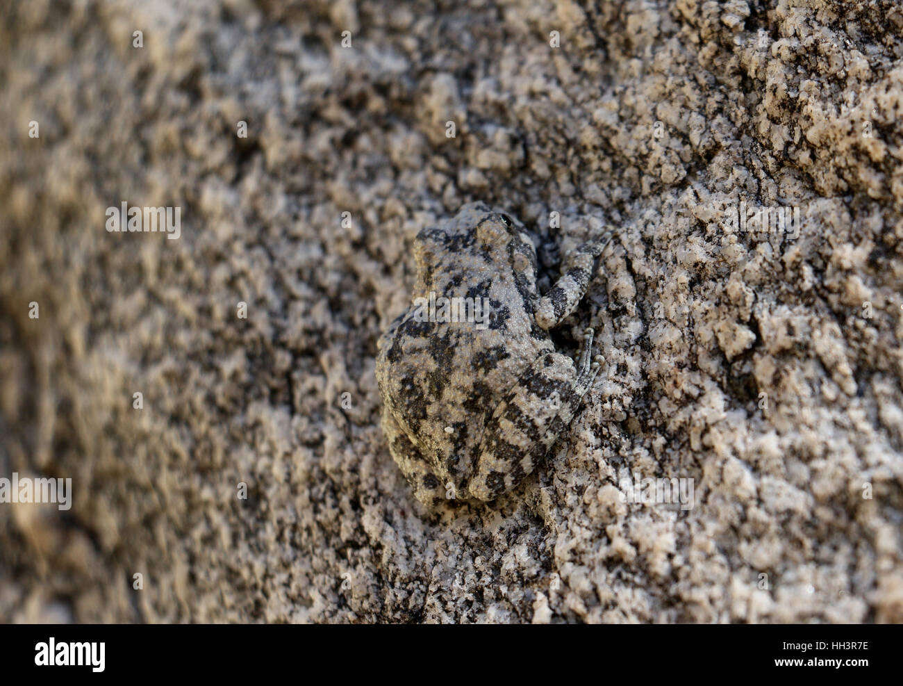 Canyon raganella camouflage sulla roccia di granito in Arizona creek Foto Stock