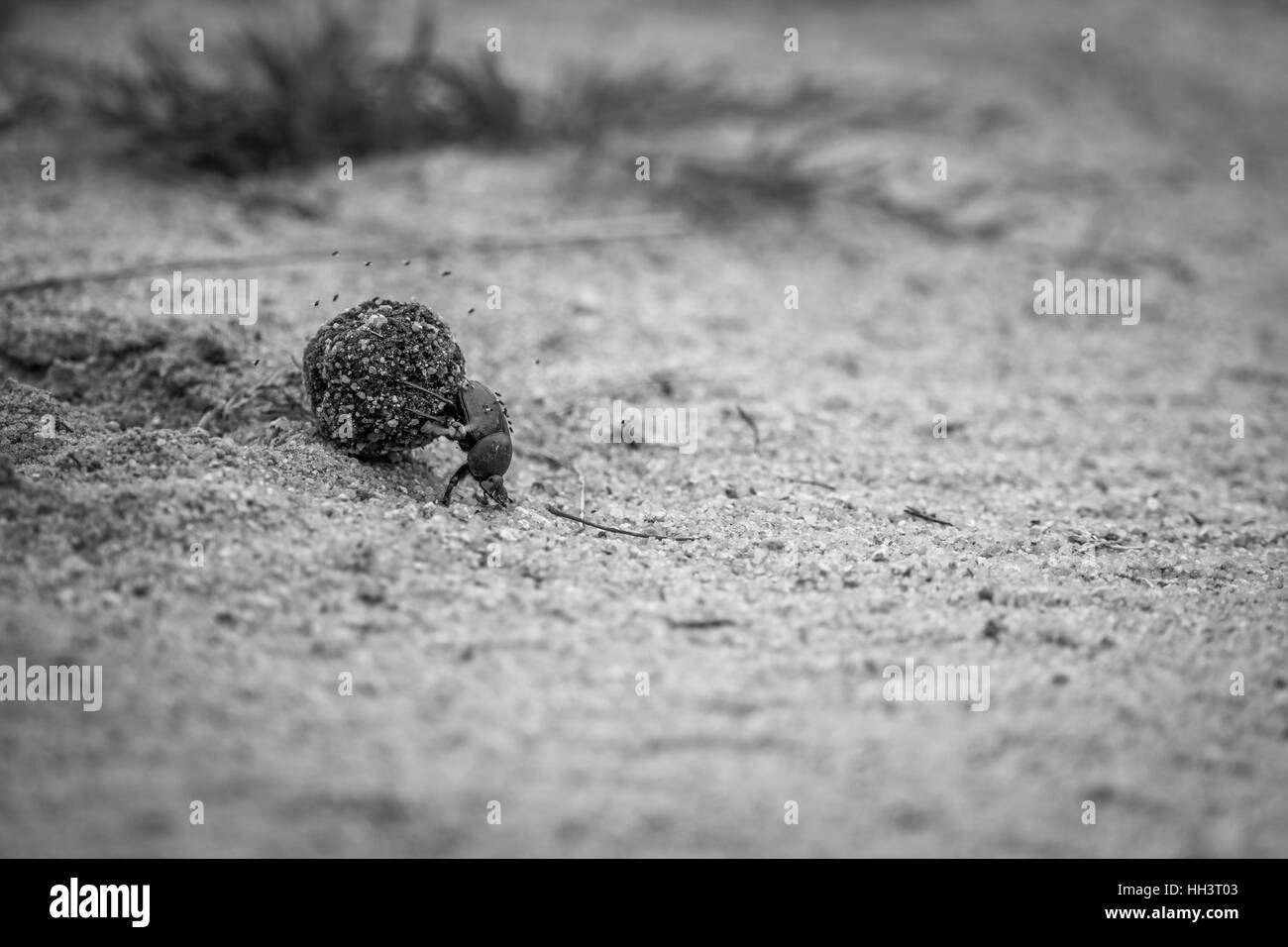 Dung beetle facendo rotolare una palla di sterco in bianco e nero nel Parco Nazionale di Kruger, Sud Africa. Foto Stock