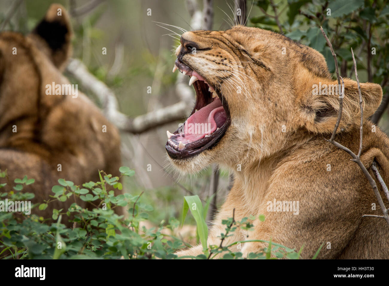 Sbadigliare Lion cub nel Parco Nazionale di Kruger, Sud Africa. Foto Stock