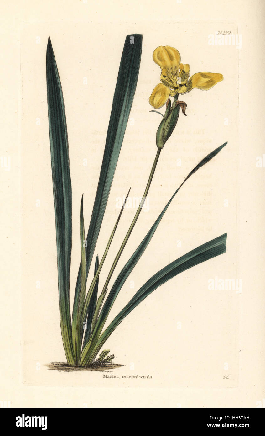 Giallo iris a piedi, Trimezia martinicensis (Marica martinicensis). Handcolored incisione su rame da George Cooke da Conrad Loddiges' armadio botanico, Hackney, 1828. Foto Stock