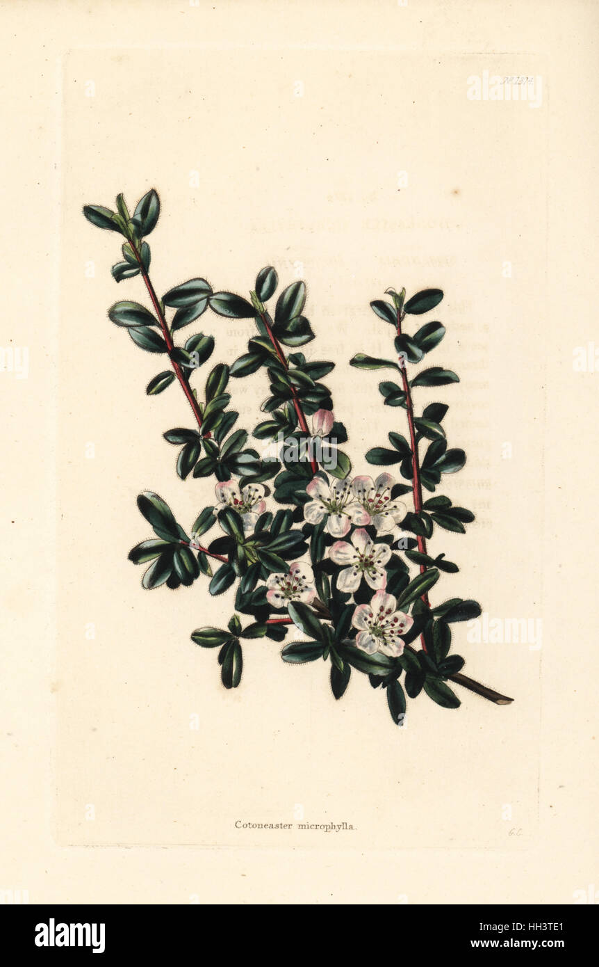 Intero-lasciava cotoneaster, Cotoneaster integrifolius (Cotoneaster microphylla). Handcolored incisione su rame da George Cooke da Conrad Loddiges' armadio botanico, Hackney, 1828. Foto Stock