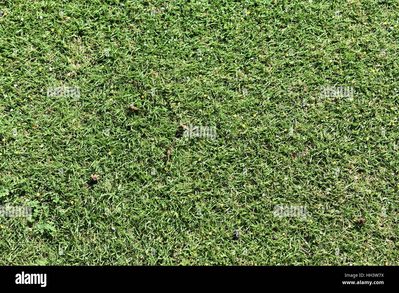 Naturale di erba verde Foto Stock