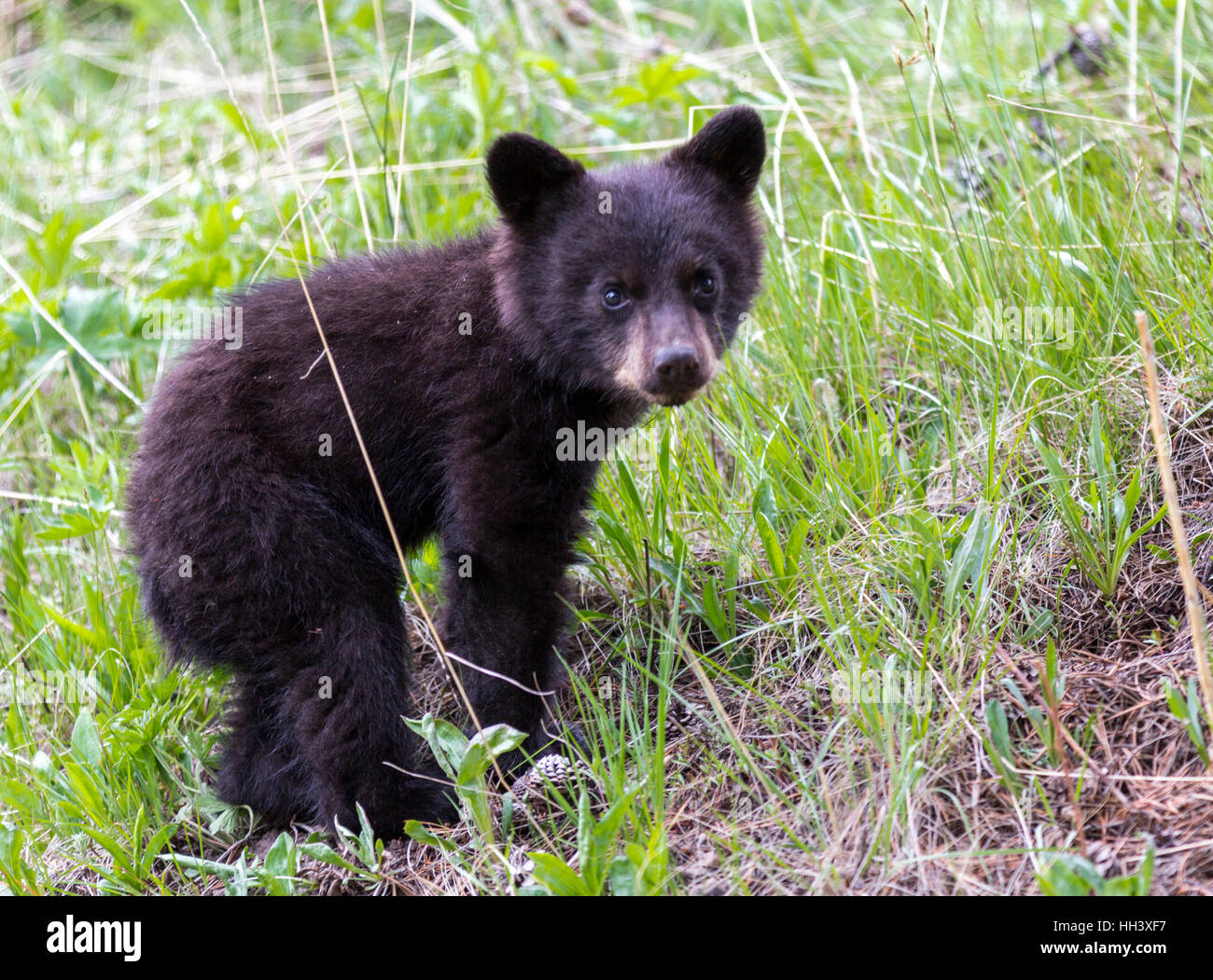 American Black Bear Cub in una foresta Foto Stock