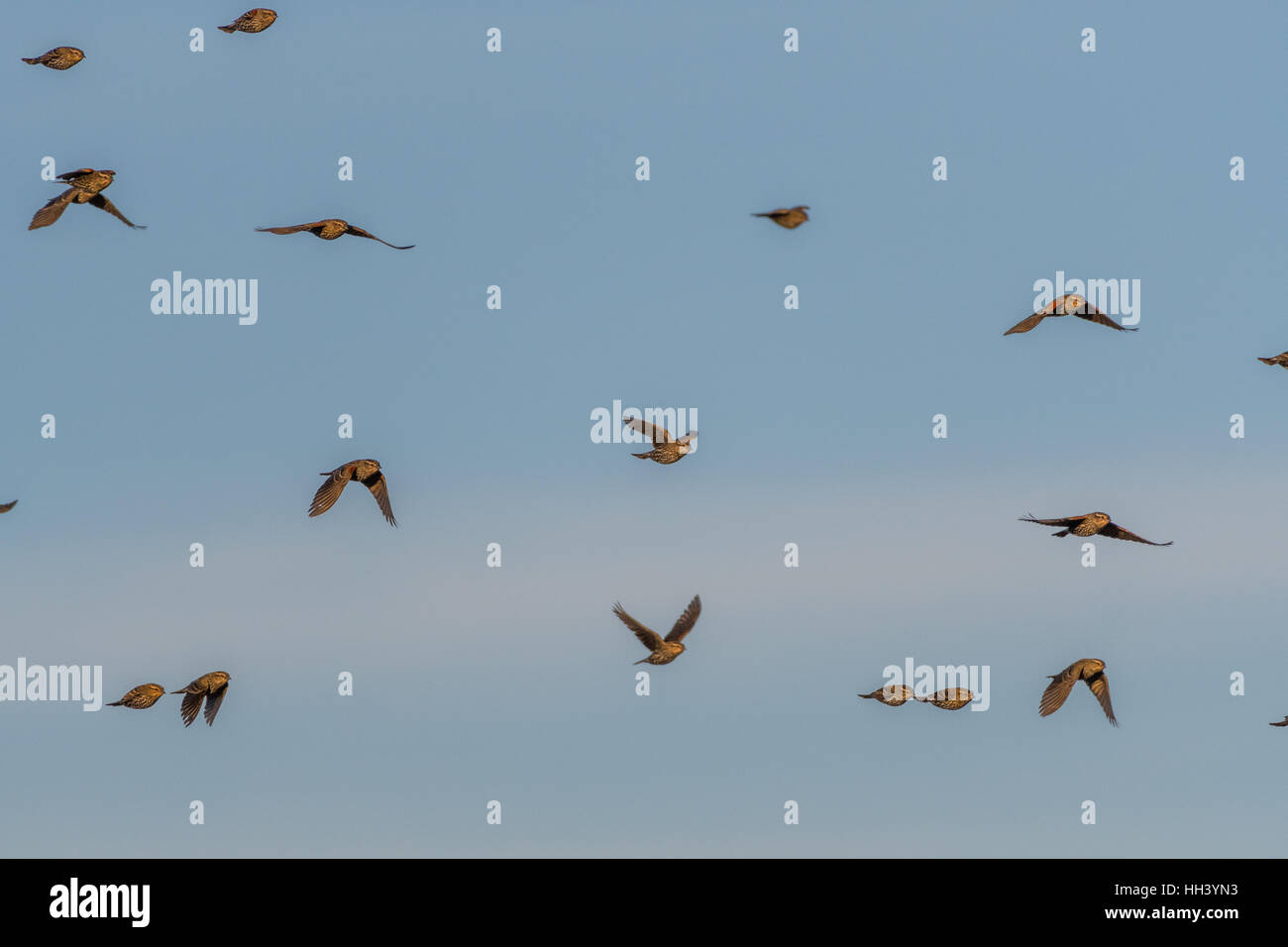 Rosso-winged Merli, (Agelaius phoeniceus), gregge di femmine e maschi giovanile. Ladd S. Gordon Waterfowl Management Area, NM Foto Stock