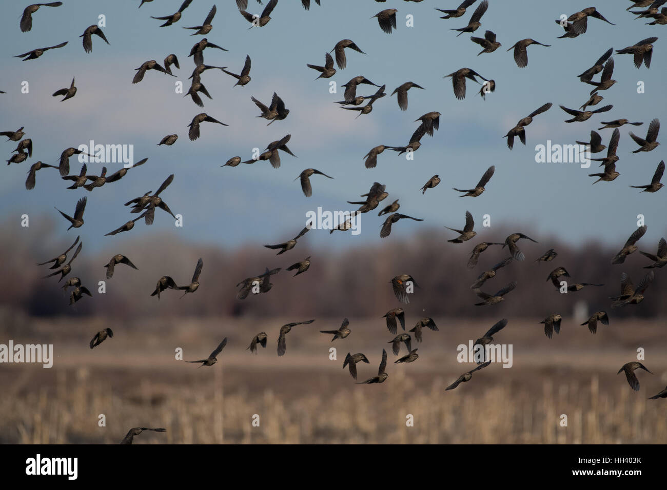 Rosso-winged Merli, (Agelaius phoeniceus), gregge di femmine e maschi giovanile. Ladd S. Gordon Waterfowl Management Area, NM Foto Stock