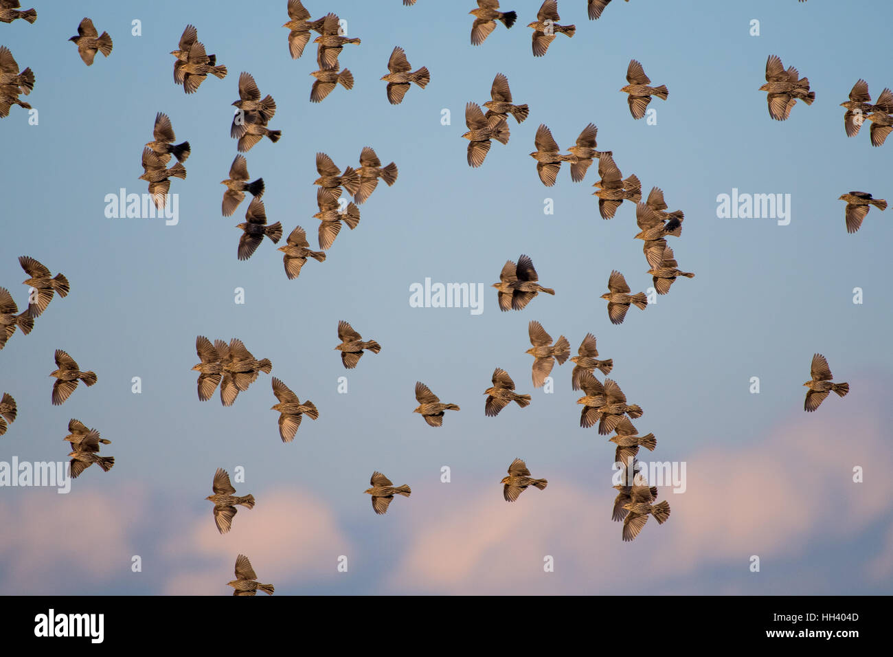 Rosso-winged Merli, (Agelaius phoeniceus), gregge di femmine e maschi giovanile. Ladd S. Gordon Waterfowl Management Area, NM Foto Stock