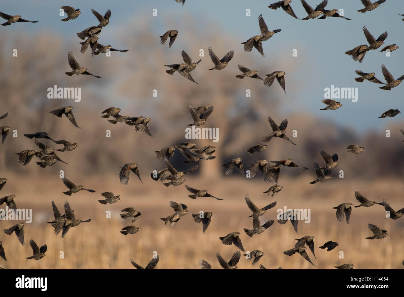 Rosso-winged Merli, (Agelaius phoeniceus), gregge di femmine e maschi giovanile. Ladd S. Gordon Waterfowl Management Area, NM Foto Stock