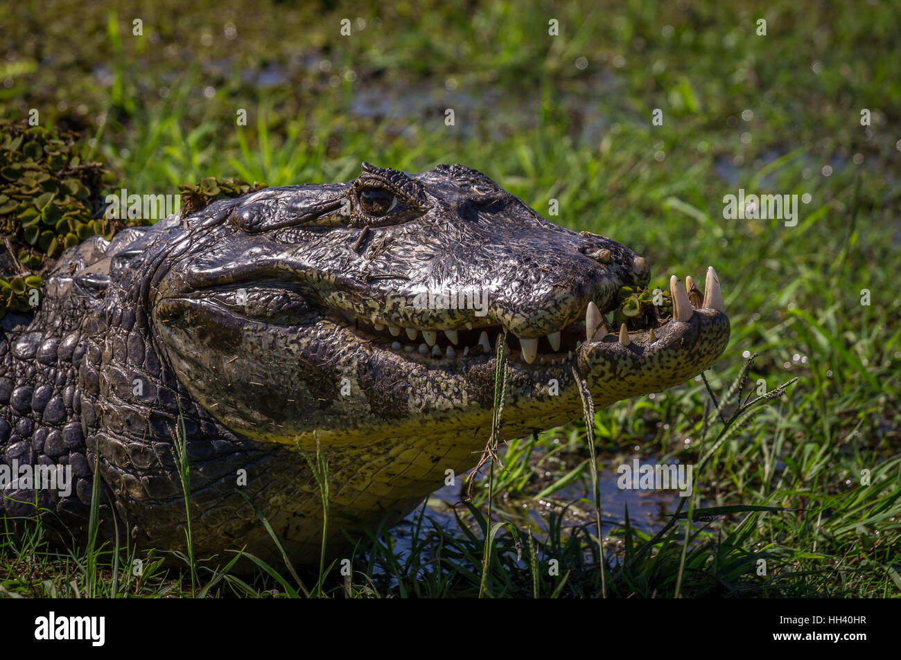 Caimano Yacare, coccodrillo nel Pantanal, Paraguay Foto Stock