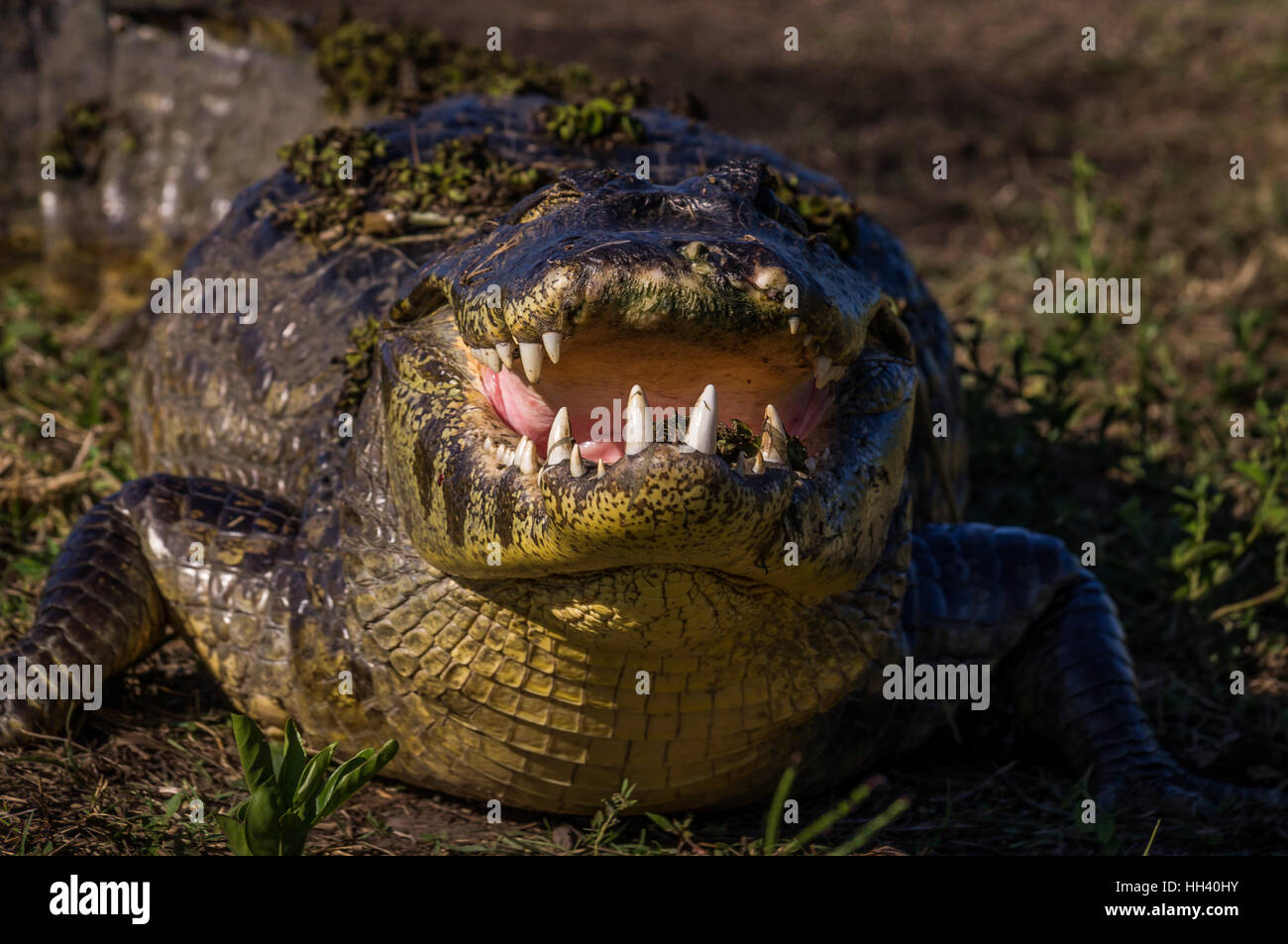 Caimano Yacare, coccodrillo nel Pantanal, Paraguay Foto Stock