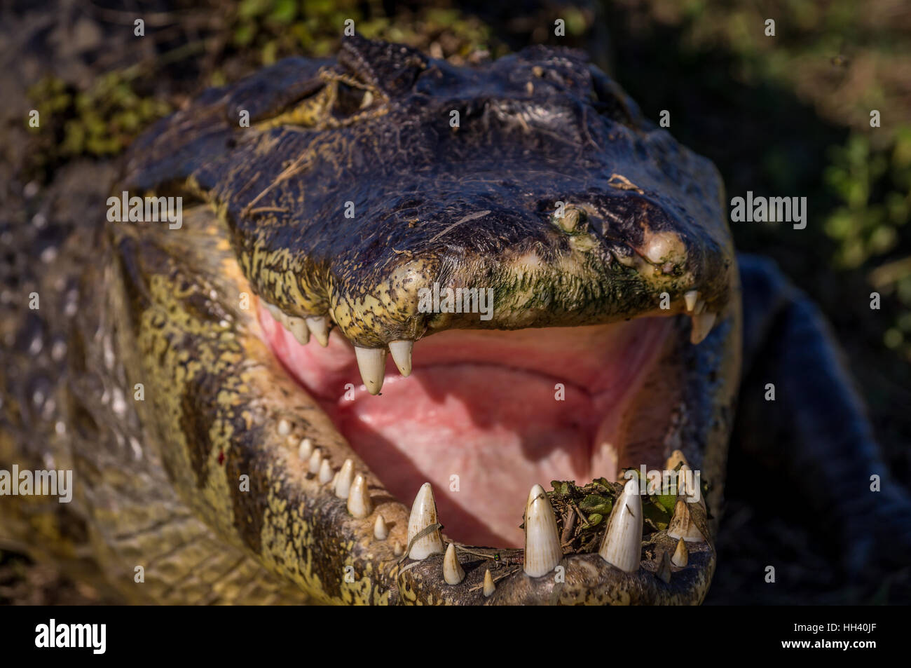 Caimano Yacare, coccodrillo nel Pantanal, Paraguay Foto Stock