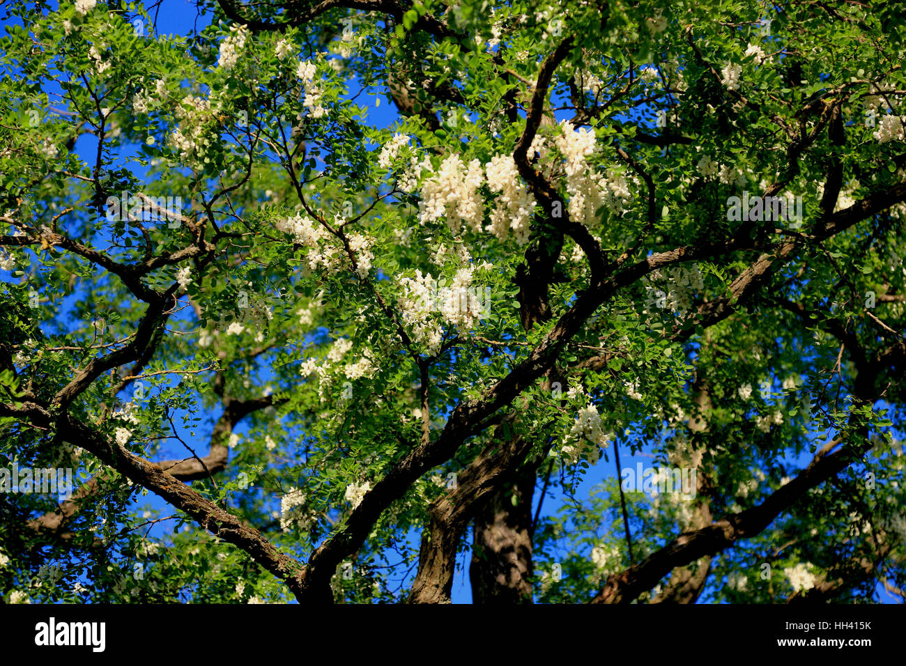 Fioritura di robinia, comune Robinia, Robinia pseudoacacia, anche bianco Robinia, Robinia Acacia acacia, Schotendorn comune o silver rain Foto Stock