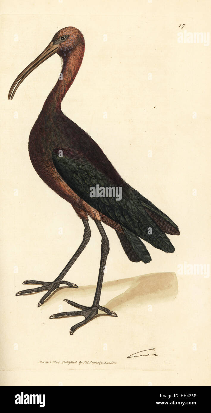 Ibis lucido, Plegadis falcinellus (Bay ibis, tantalo falcinellus). Handcolored incisione su rame di James Sowerby dal British Miscellanea o figure colorate di nuovo, rare o poco note soggetti animali, Londra, 1804. Foto Stock