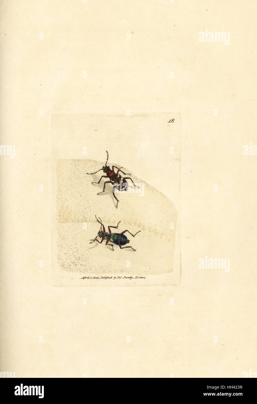 Dune del nord tiger beetle, Cicindela hybrida. Handcolored incisione su rame di James Sowerby dal British Miscellanea o figure colorate di nuovo, rare o poco note soggetti animali, Londra, 1804. Foto Stock