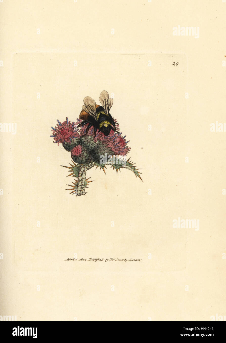 Red-tailed bumblebee, Bombus lapidarius (api flavicollis) su un thistle. Handcolored incisione su rame di James Sowerby dal British Miscellanea o figure colorate di nuovo, rare o poco note soggetti animali, Londra, 1804. Foto Stock