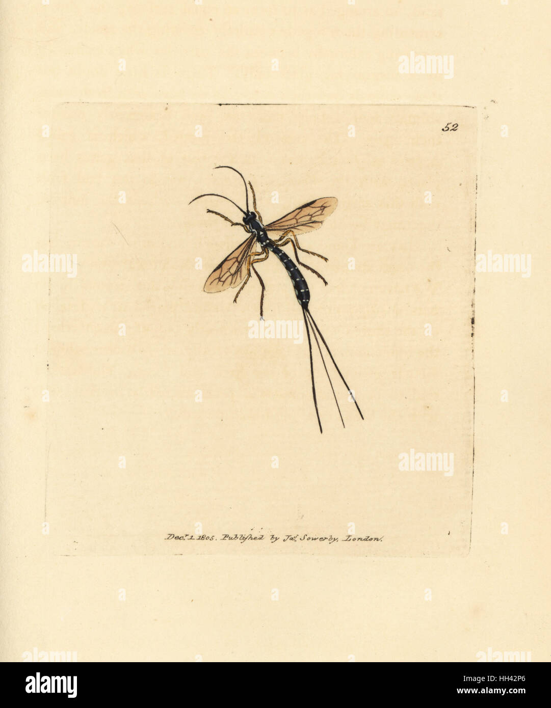 Ichneumon fly, Rhyssa persuasoria (Ichneumon persuasorius). Handcolored incisione su rame di James Sowerby dal British Miscellanea o figure colorate di nuovo, rare o poco note soggetti animali, Londra, 1804. Foto Stock