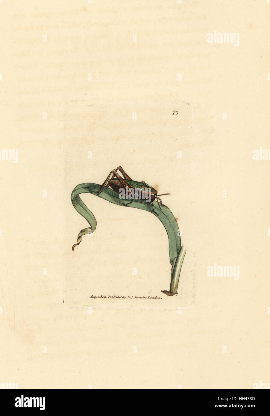 Cavalletta verde, Omocestus viridulus (Gryllus viridulus). Handcolored incisione su rame di James Sowerby dal British Miscellanea o figure colorate di nuovo, rare o poco note soggetti animali, Londra, 1804. Foto Stock