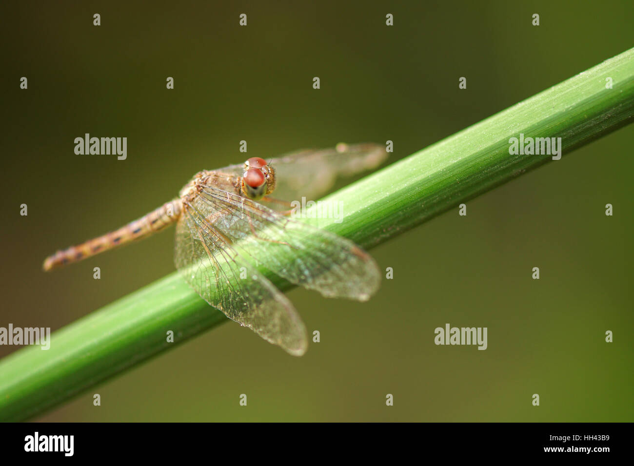 Dragonfly appollaiato sul ramo Foto Stock