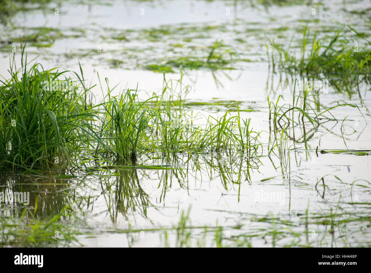 Riso Verde campo di erba di acqua Foto Stock