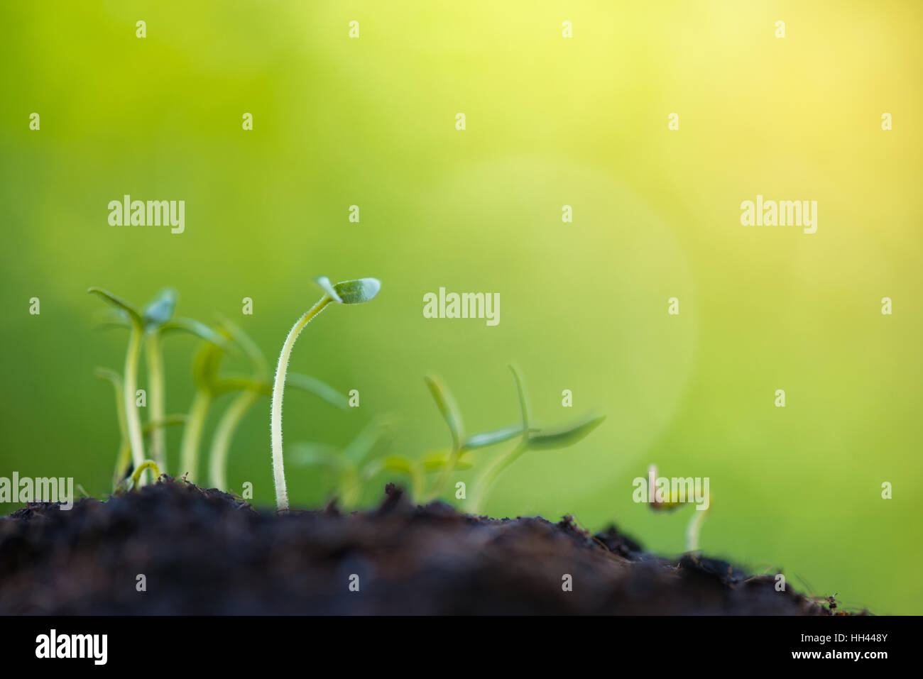 Germoglio verde che cresce dal seme Foto Stock