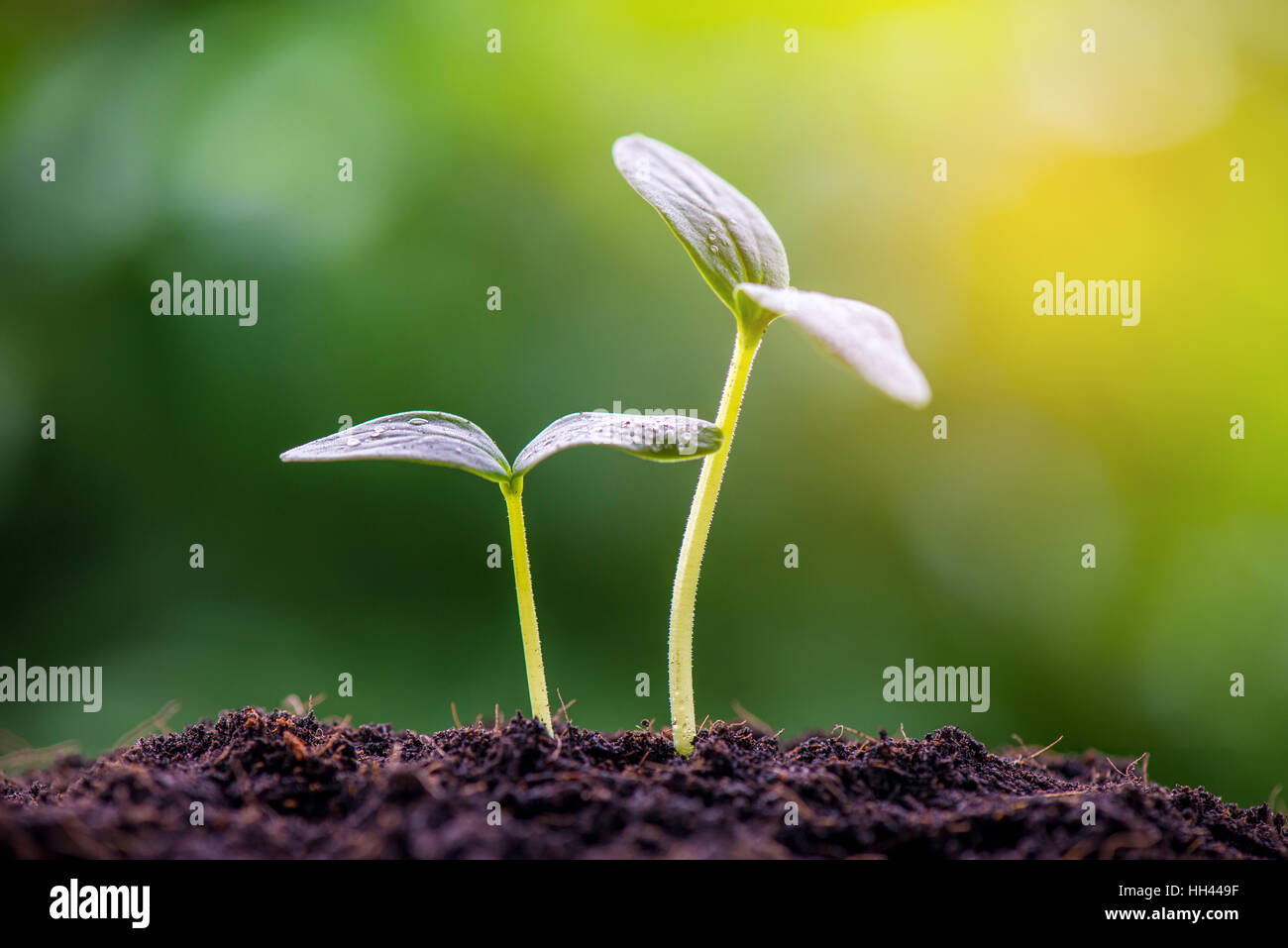 Germoglio verde sementi Foto Stock
