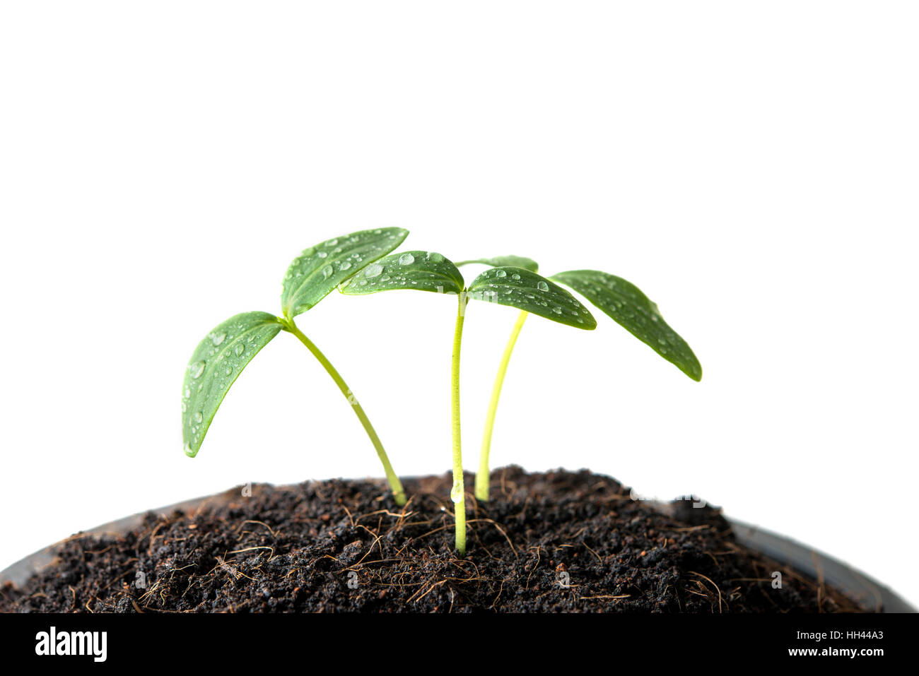 Germoglio verde sementi Foto Stock