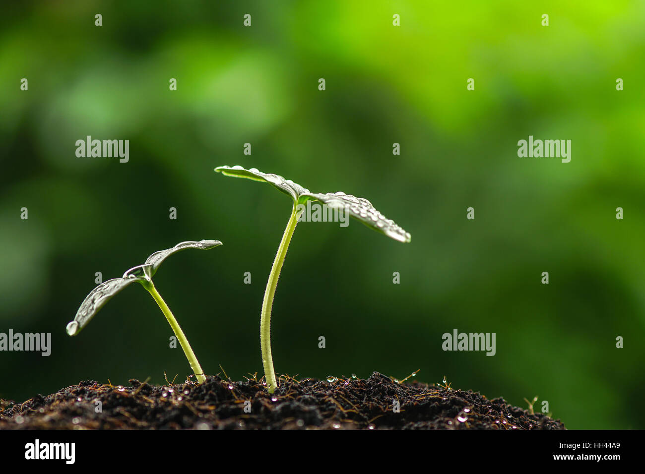 Germoglio verde sementi Foto Stock
