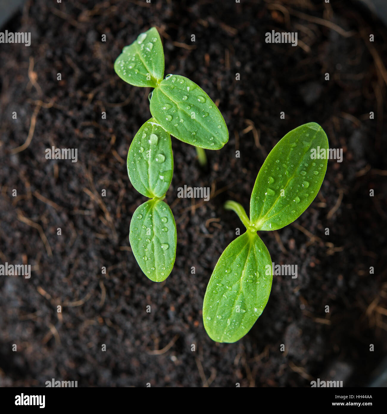 Vista superiore del germoglio verde sementi Foto Stock