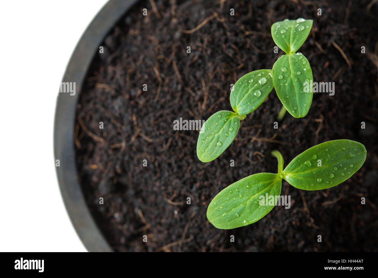 Vista superiore del germoglio verde sementi Foto Stock
