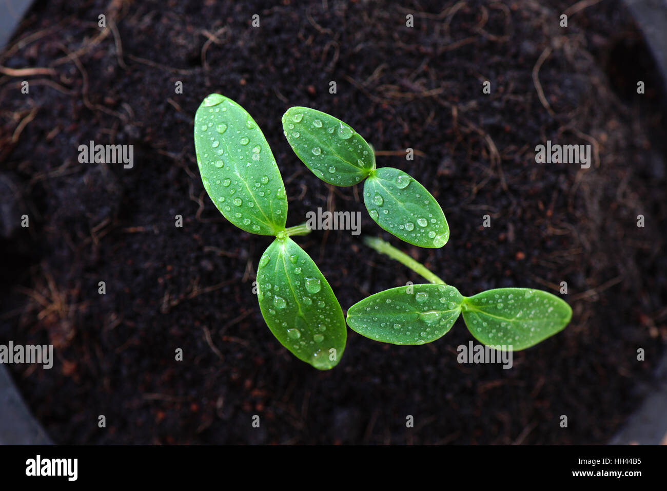 Vista superiore del germoglio verde sementi Foto Stock