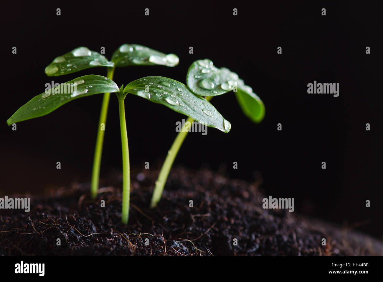 Germoglio verde sementi su sfondo nero Foto Stock