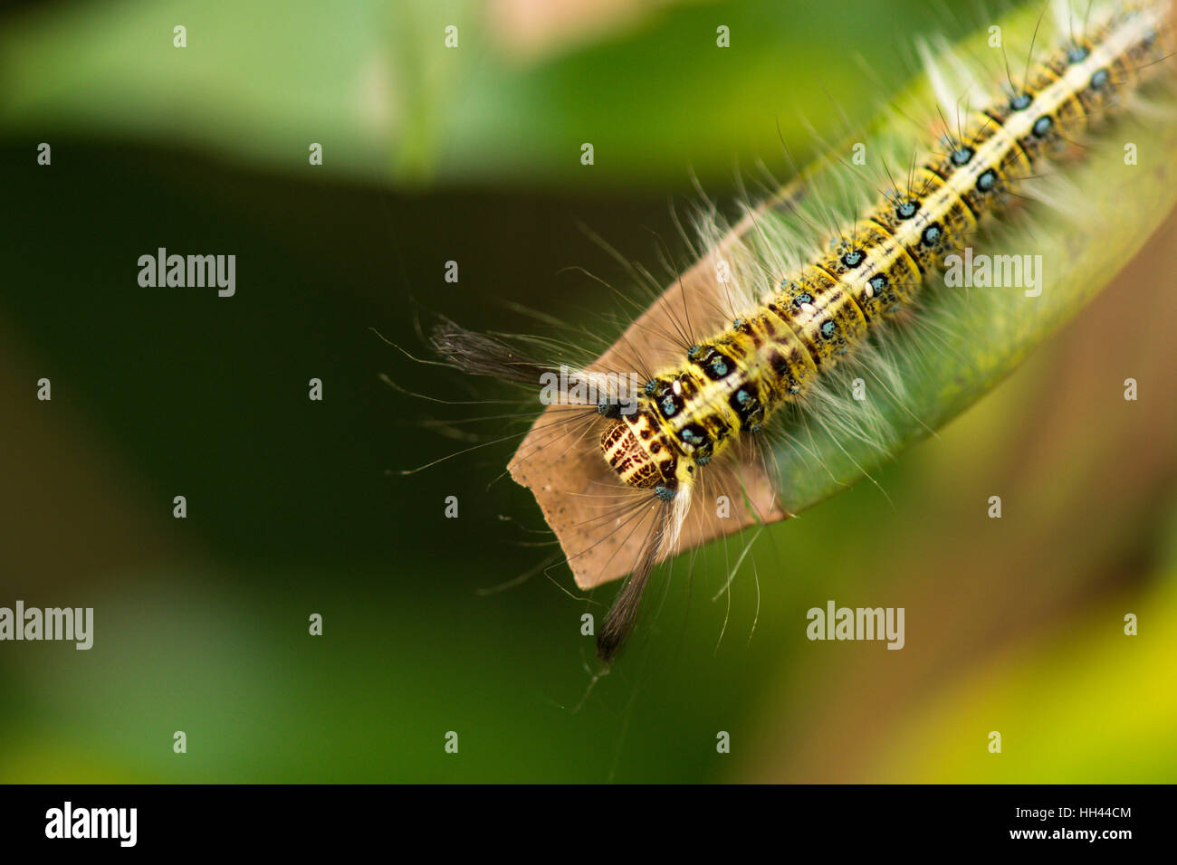 Caterpillar pelose sulla foglia Foto Stock