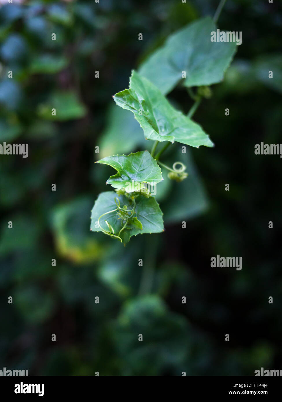 Edera foglie di zucca Foto Stock