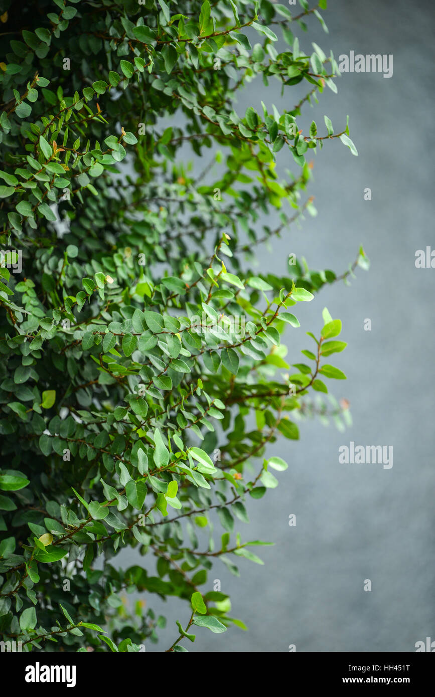 Edera sul muro grigio sfondo Foto Stock