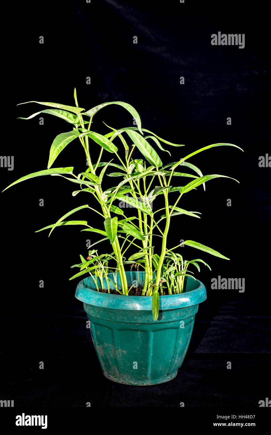 Spinaci di acqua che crescono in vaso di plastica. Foto Stock