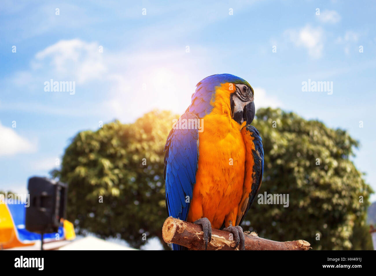 Uccelli colorati sui rami con il blu del cielo. Foto Stock