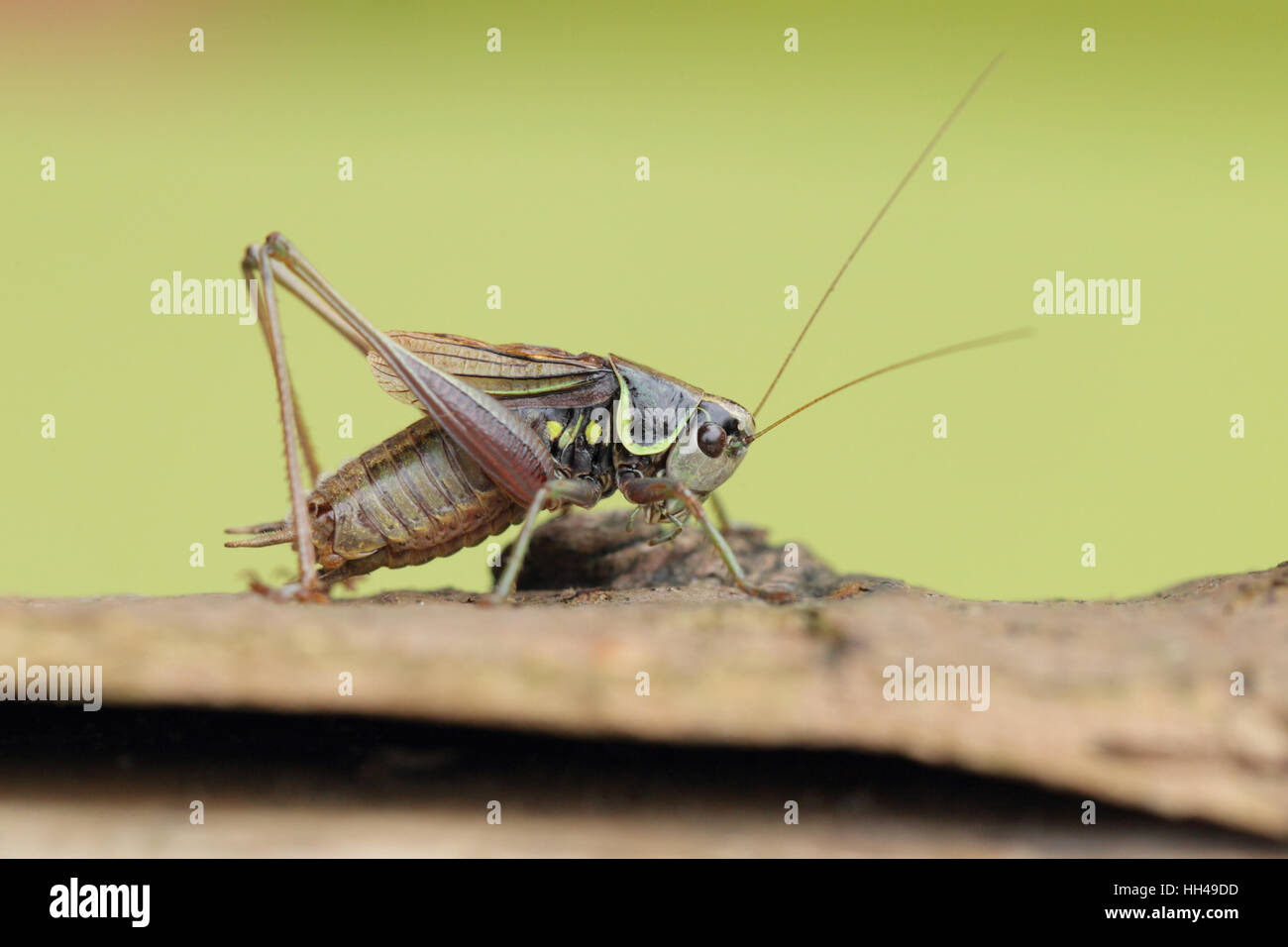 Roesel's Bush-cricket (Metrioptera roeselii), un nuovo colono DEL REGNO UNITO, contro un pulito sfondo verde Foto Stock