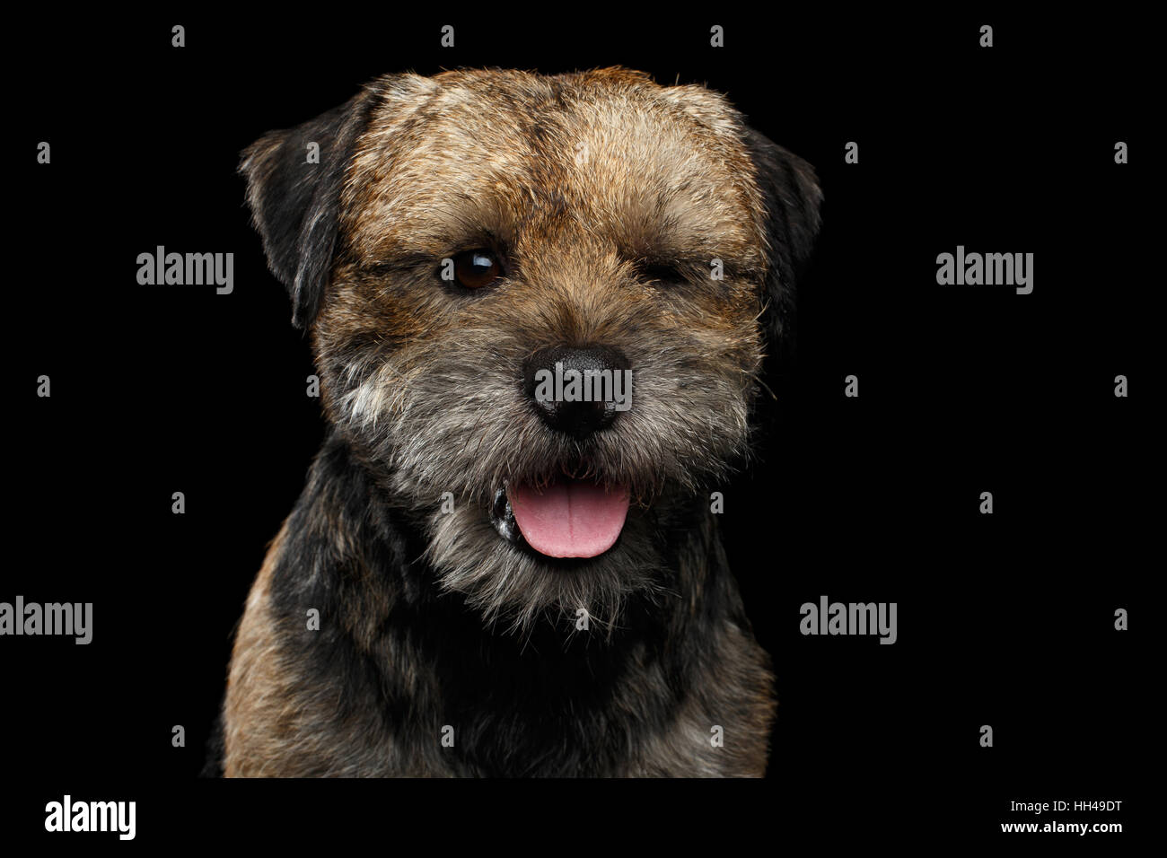 Close-up ritratto di border terrier cane Foto Stock