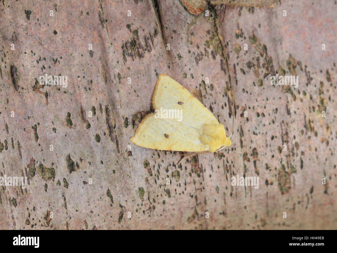 Il Sallow (Cirrhia icteritia), una falena gialla, appollaiato su un albero in un giardino suburbano Foto Stock