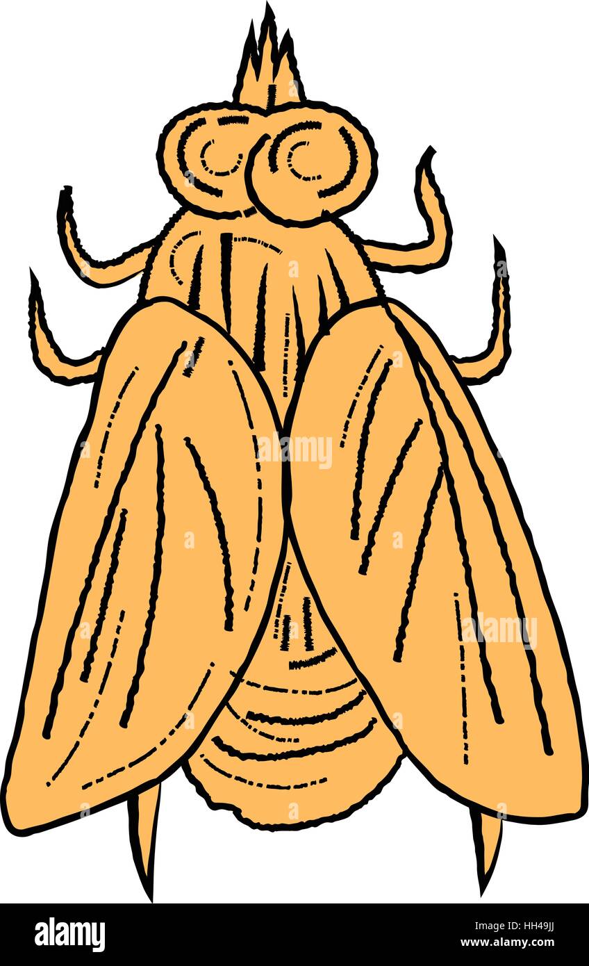 Disegno stile di disegno illustrativo di una mosca visto dall'alto impostato su isolato sullo sfondo bianco. Illustrazione Vettoriale