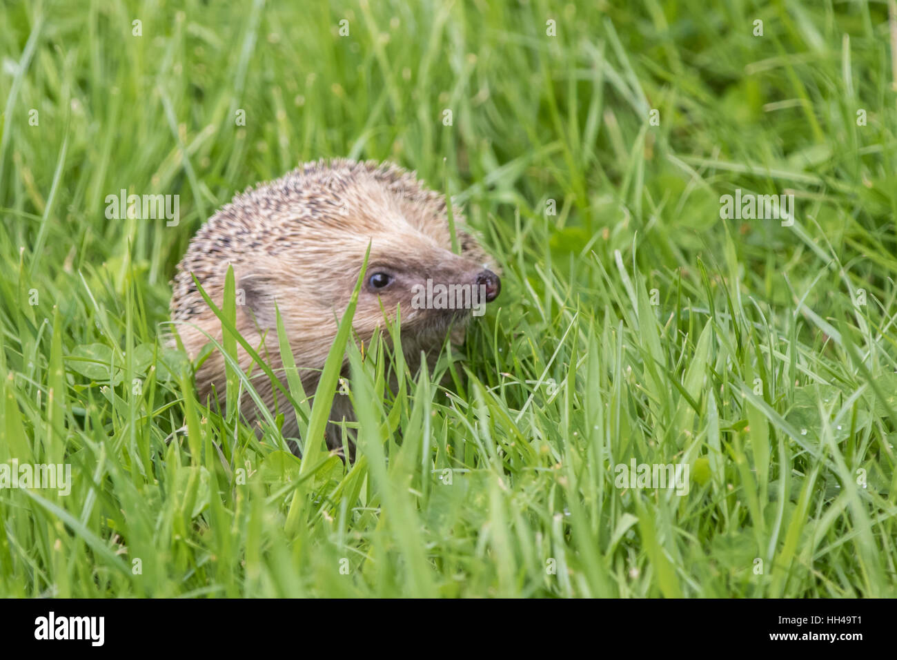 Chiudere hedgehog durante il giorno in erba Foto Stock